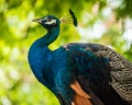 Peacock`s head in full face in garden.