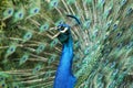 Peacock screaming