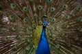 Peacock show Royalty Free Stock Photo