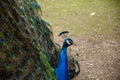 Peacock show Royalty Free Stock Photo