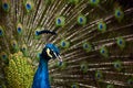 Peacock show Royalty Free Stock Photo