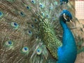 Peacock show his beauty Royalty Free Stock Photo