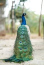 Peacock show selective focus a beautiful tail Royalty Free Stock Photo