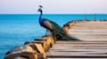 Spectacular Peacock Perched On Old Pier - Stunning Seaside Vistas
