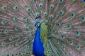 Peacock showing bright colorful plumes and feathers