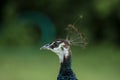 Peacock showing her crown