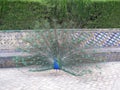 Peacock Royal Garden Sevilla Spain