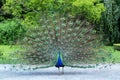 Peacock showing its beautiful feathers with eye-like markings Royalty Free Stock Photo