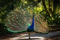 Peacock showing its colorful feathers in the park Royalty Free Stock Photo