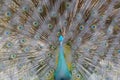 Peacock showing its feathers. Beautiful peacock. male peacock displaying his tail feathers. Spread tail-feathers of peacock are da Royalty Free Stock Photo