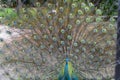 Peacock showing its feathers. Beautiful peacock. male peacock displaying his tail feathers. Spread tail-feathers of peacock are da Royalty Free Stock Photo