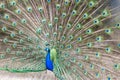 Peacock showing its  iridescent coloured train Royalty Free Stock Photo