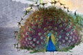 Peacock showing off feathers