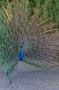 Peacock showing off his beautiful feathers Royalty Free Stock Photo