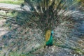 The peacock shows the beauty of the tail