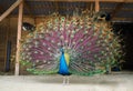 Peacock shows his beautiful tail view from left Royalty Free Stock Photo