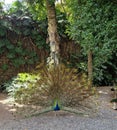 Peacock shows of its magnificent tail feathers