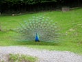 peacock shows itself in all its glory