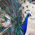 Peacock shows open its beautiful tail