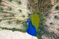 Peacock shows open its beautiful tail