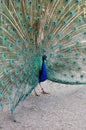 Peacock shows tail feathers