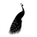 A peacock silhouette in black and white, isolated against a white background. Royalty Free Stock Photo