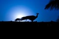 Peacock Silhouette, standing at roof,with blue backlight. Royalty Free Stock Photo