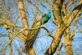 A peacock sits on a branch in Rusthoff Park in Sassenheim Royalty Free Stock Photo
