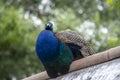 A peacock sits on a roof against a background of green trees Royalty Free Stock Photo