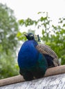 A peacock sits on a roof against a background of green trees Royalty Free Stock Photo