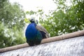 A peacock sits on a roof against a background of green trees Royalty Free Stock Photo