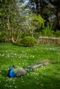 Peacock sitting on the grass in Kyoto Garden, a Japanese garden in Holland Park, London, UK Royalty Free Stock Photo