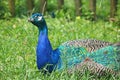 BRIGHT PEACOCK ON GREEN GRASS