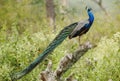 Peacock Royalty Free Stock Photo