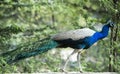 Peacock, Sohna, Haryana, India