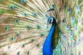 Peacock spread tail feathers Royalty Free Stock Photo