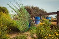 Peacock spread tail-feathers in the farm Royalty Free Stock Photo