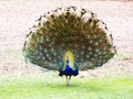 Peacock spreading its beautiful long tail feathers Royalty Free Stock Photo