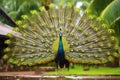 a peacock spreading its feather during monsoon