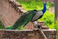 A Peacock spreading its Feathers