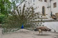 Peacock spreading its tail Royalty Free Stock Photo