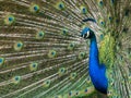 Peacock spreading its tail feathers