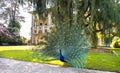 Peacock spreading tail Isola Madre lake maggiore