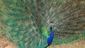 Peacock spreads its tail.