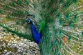 Peacock spreads its tail, sideview Royalty Free Stock Photo