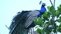 Peacock in Sri Lanka