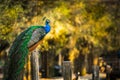 Peacock standing on the concrete pole