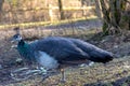 Peacock standing on the ground in the park. Selective focus Royalty Free Stock Photo