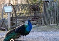 Peacock standing on the ground in the park. Selective focus Royalty Free Stock Photo