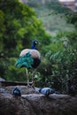 Peacock standing on rock Royalty Free Stock Photo